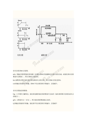 生物有丝分裂