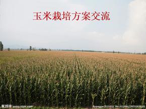 玉米栽培技术