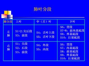 肺叶分段