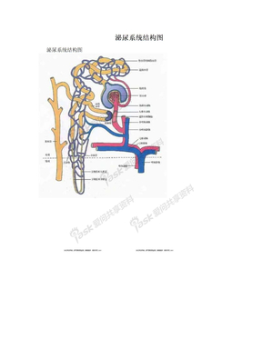 　泌尿系统结构图