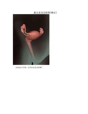 胎儿发育过程图[修订]