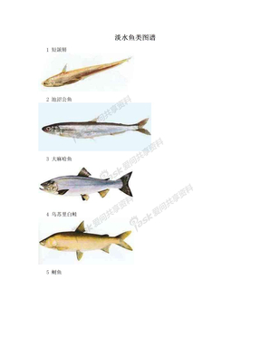 淡水鱼类图谱