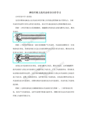 神经纤维上的兴奋传导合作学习