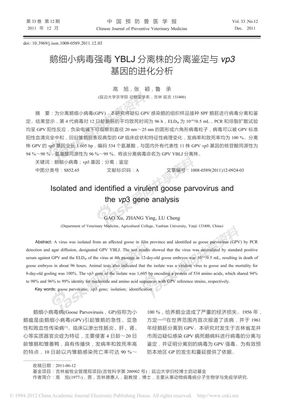 鹅细小病毒强毒YBLJ分离株的分离鉴定与vp3基因的进化分析