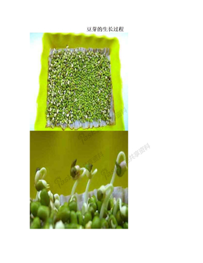 豆芽的生长过程