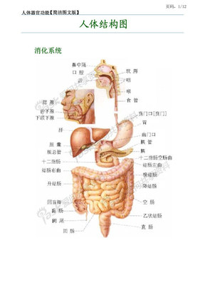 人体器官的功能