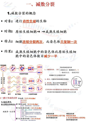 减数分裂和受精作用  课件