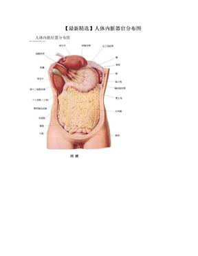 【最新精选】人体内脏器官分布图