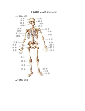 人体骨骼结构图761039686