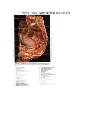 [教学设计]彩色 人体解剖学图谱 泌尿生殖系统