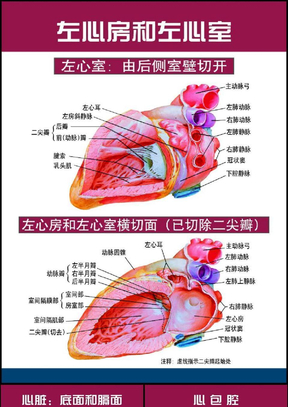心脏解剖图med126com