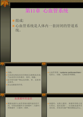 心血管系统解剖学课件03