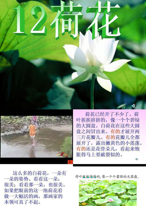 荷花ppt课件下载 苏教版三年级语文下册课件