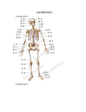 人体骨骼结构图1