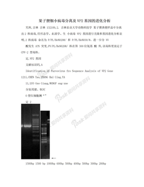 果子狸细小病毒分离及VP2基因的进化分析