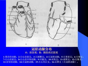 冠状动脉分布