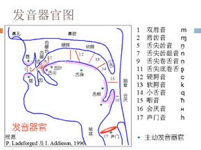 小学英语音标学习