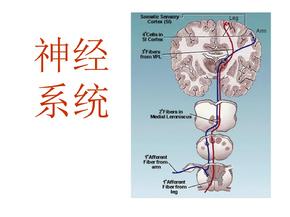 神经系统