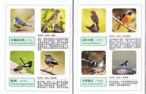 广州常见野外鸟类图鉴