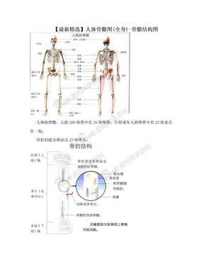 【最新精选】人体骨骼图(全身)-骨骼结构图