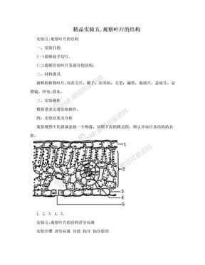 精品实验五.观察叶片的结构