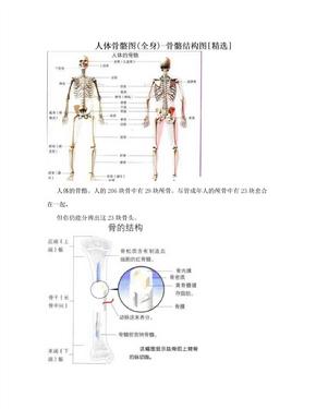 人体骨骼图(全身)-骨骼结构图[精选]