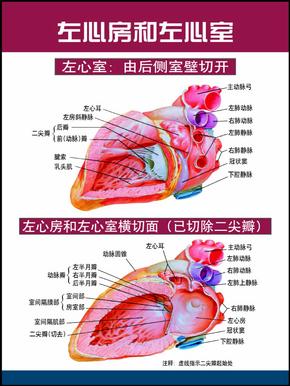 心脏解剖图  PPT课件
