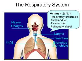 《呼吸系统教学》呼吸系统疾病