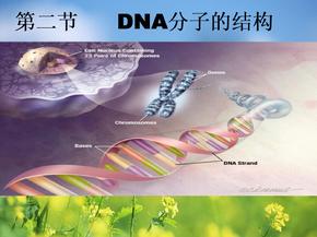 dna分子的结构PPT教学课件