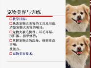 宠物犬美容