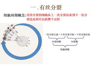 高一生物有丝分裂